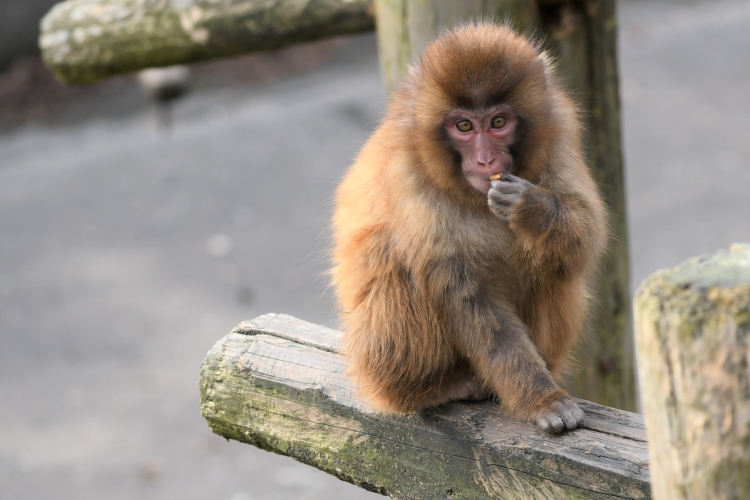 世界のサルのことわざ。その１