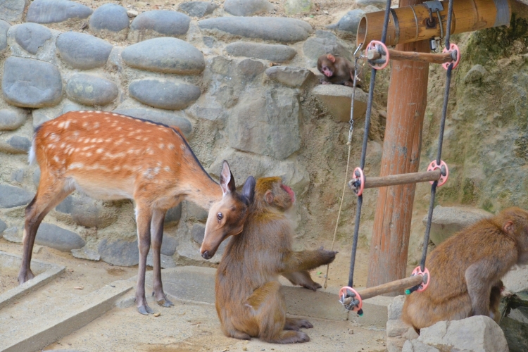 サルと他の動物との関係